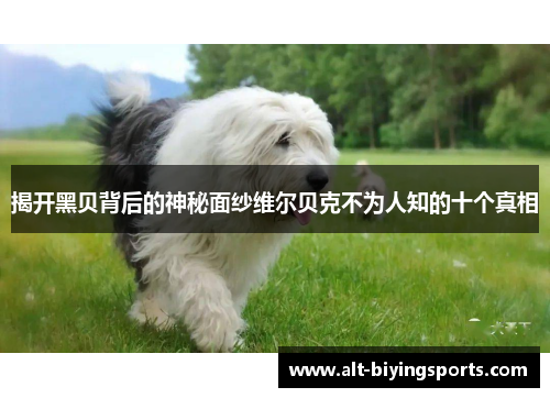 揭开黑贝背后的神秘面纱维尔贝克不为人知的十个真相